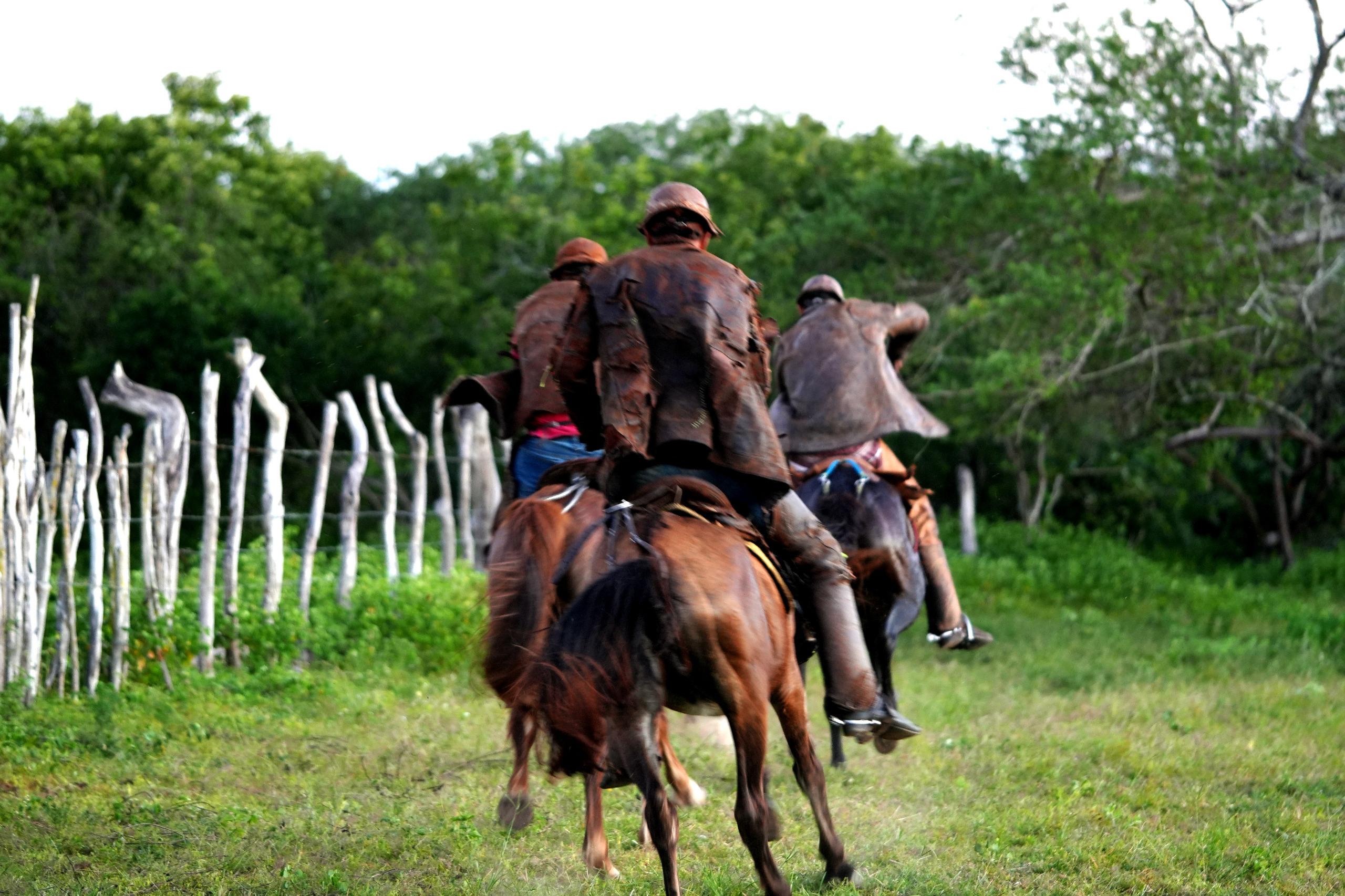 Preparem o gibão e afinem a viola! Pão de Açúcar em festa com a I Vaquejada de Pega de Boi no Mato