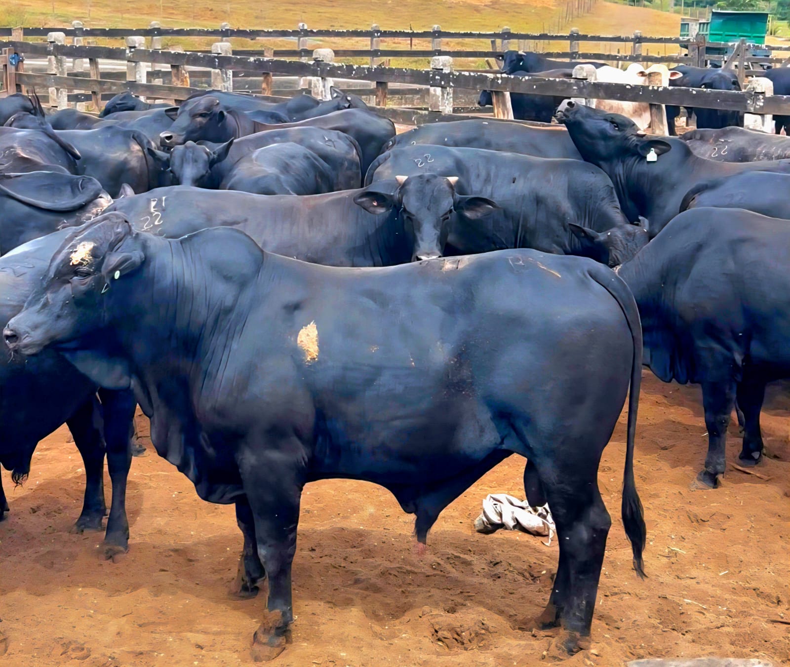 Boitel Pindorama estreia no mercado internacional com exportação para a Turquia