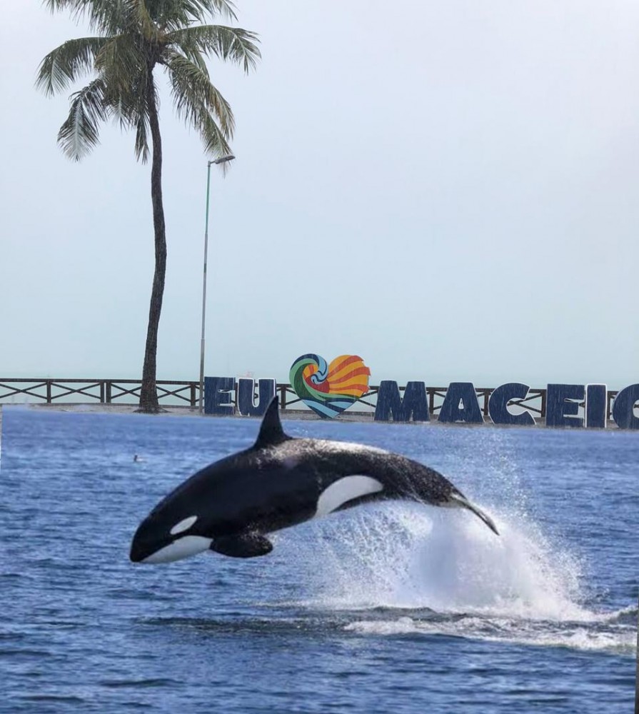 PERIGO COM HUMOR? – Chuva alaga capital alagoana, e o povo transforma situação em piada