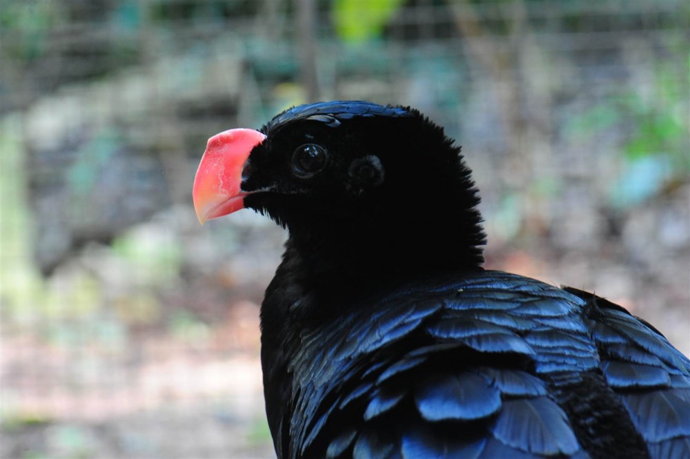 VÍDEO - Após mais de 40 anos Mutuns-de-alagoas voltam à natureza