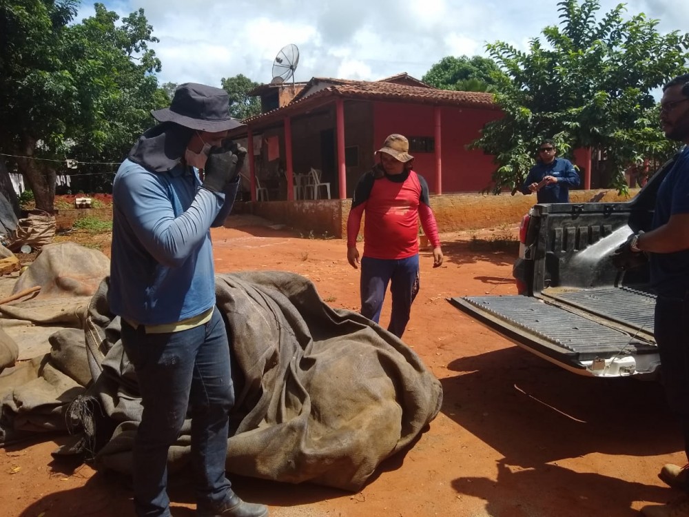 Sustentáveis e econômicas: geobags auxiliam no cultivo agrícola no agreste alagoano