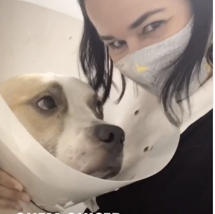 ESTOU PRONTO - Após ser resgatado, tratado e curado, pitbull 'Norcon' quer ser adotado