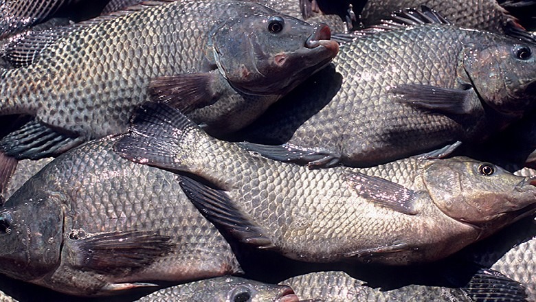 Antonio Carlos defende o fomento à piscicultura em Porto Calvo