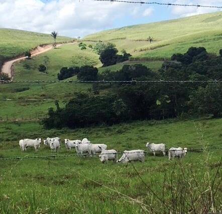 Crédito do Banco do Nordeste para pecuária alagoana cresce 20%