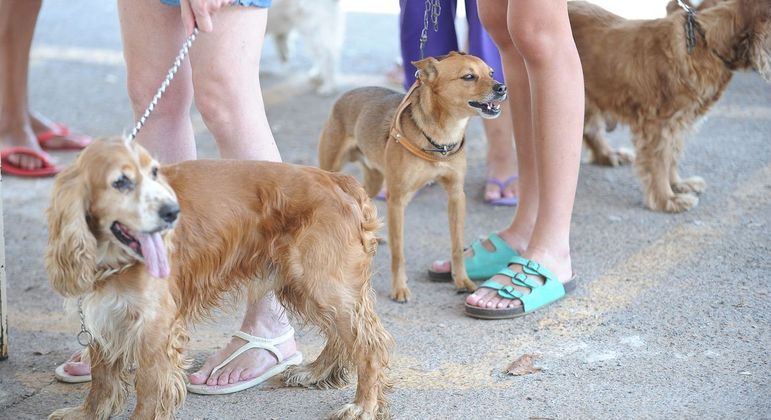 Pesquisa mostra taxa maior de infecção de animais pela covid-19