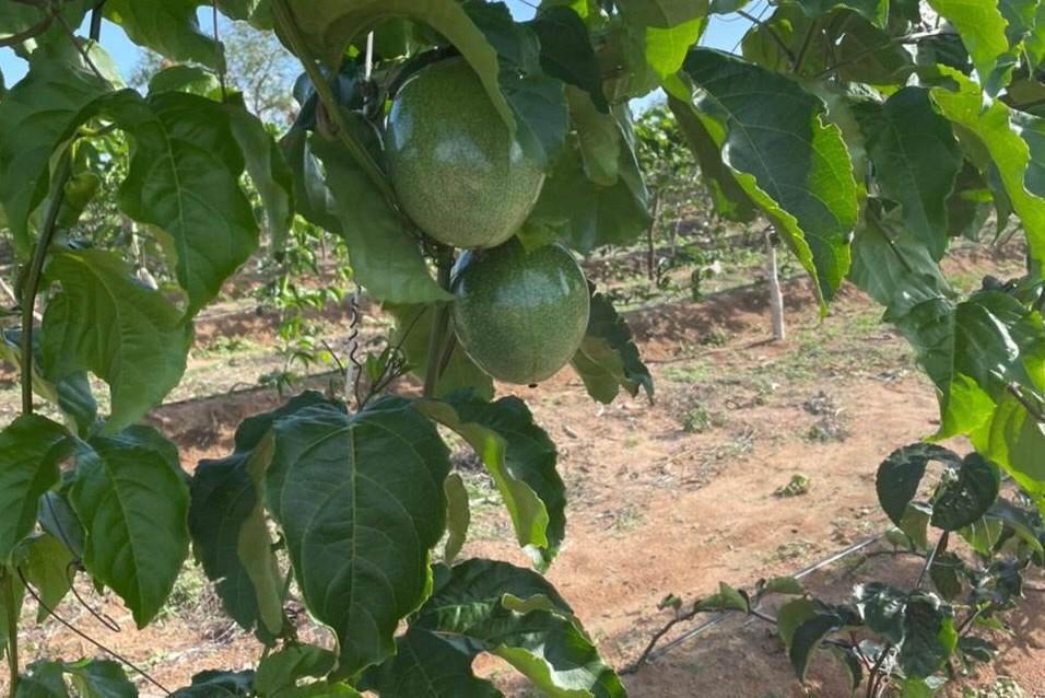 Banco do Nordeste entre janeiro a abril em AL, viabilizou 150 milhões para operações de crédito rural