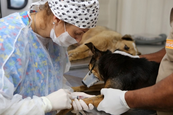 Programa do SUS em AL irá castrar gratuitamente cães e gatos nos 102 municípios