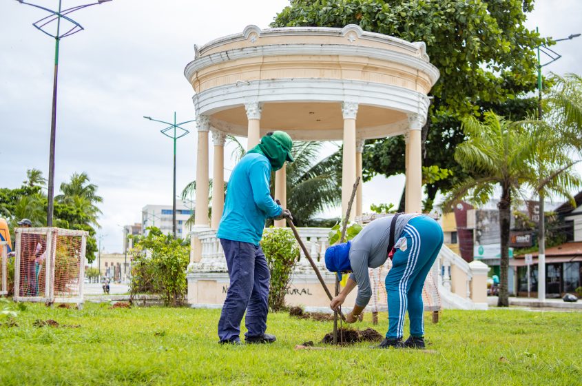 Projeto "Renasce Salgadinho" leva Prefeitura de Maceió plantar mais de 100 mudas no Centro e Jaraguá