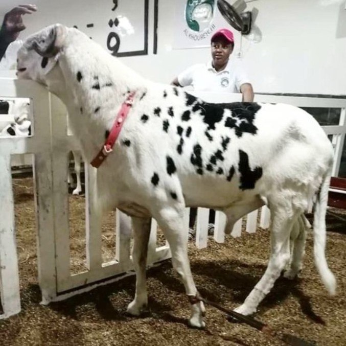 Conheça a ovelha gigante e raríssima que vale mais que carrões elétricos de luxo