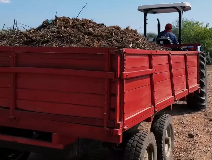 Delmiro é referência em AL na distribuição de resíduos de poda urbana para a lavoura do campo