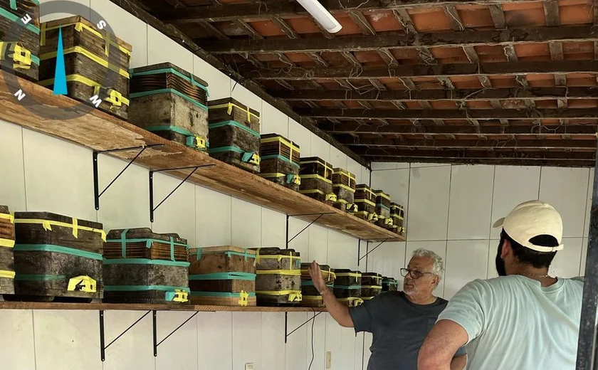 Enxames de abelhas nativas ​uruçu chegam a meliponários escola em Alagoas